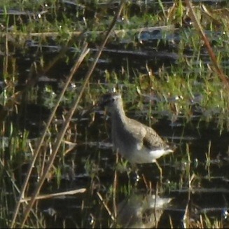 Шугуйн хөгчүү - ML264286591