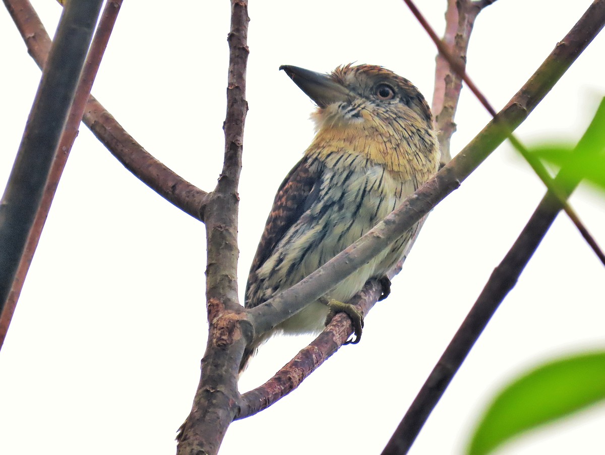 Western Striolated-Puffbird - ML264289141