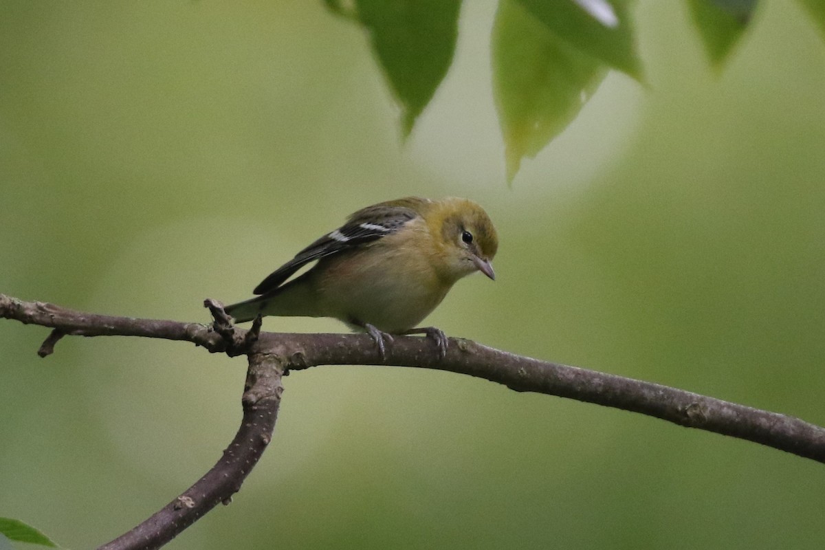 Bay-breasted Warbler - ML264289341