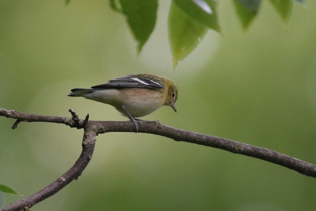 Bay-breasted Warbler - ML264289381