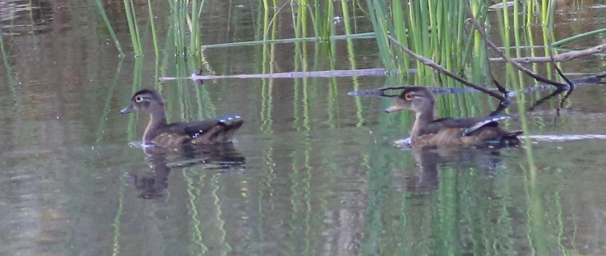 Wood Duck - ML264289711