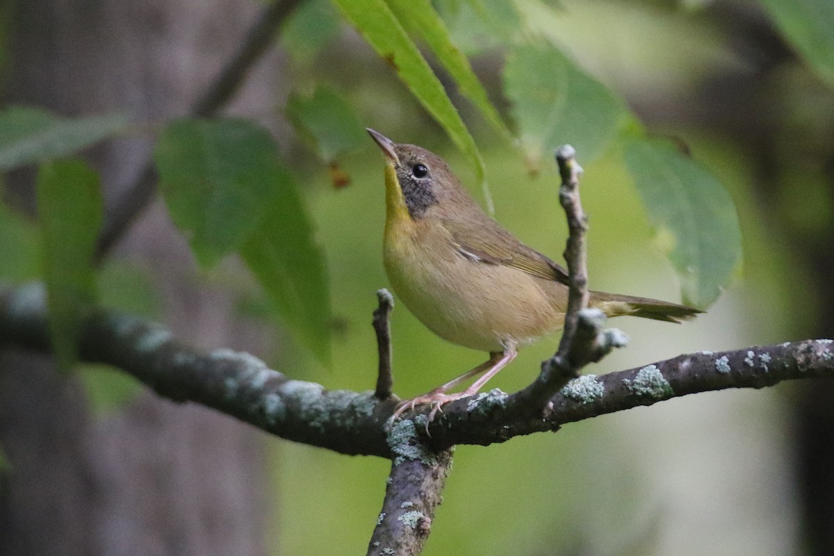 Common Yellowthroat - ML264289751