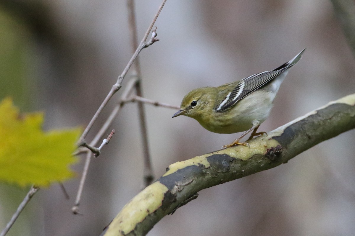 Blackpoll Warbler - ML264289801