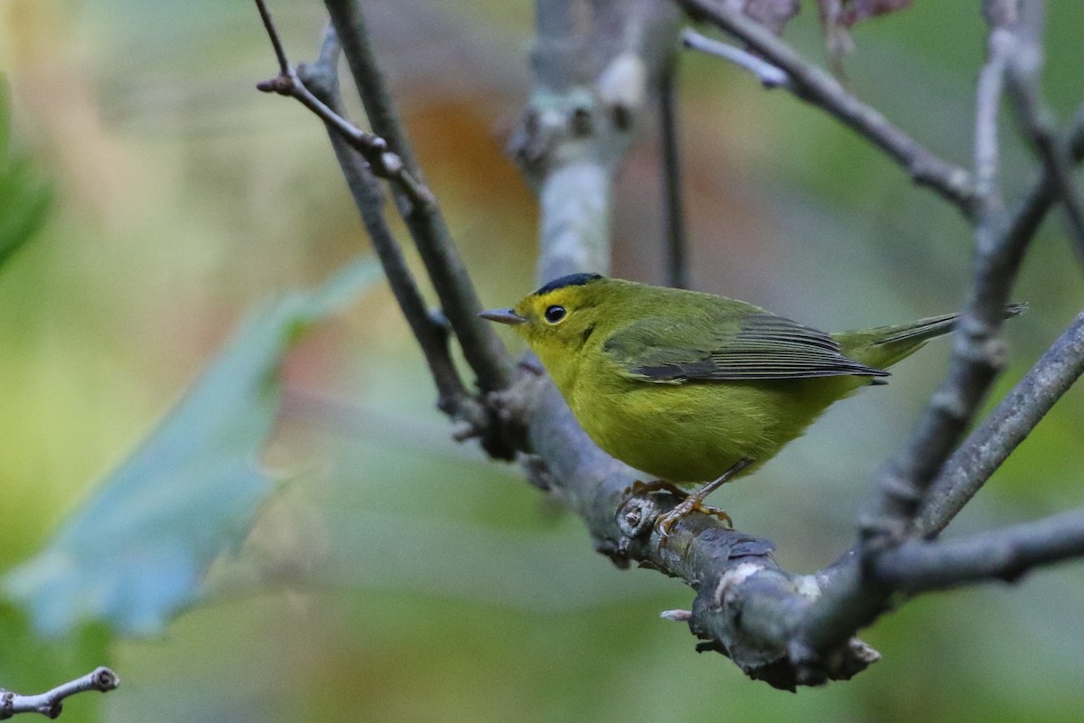Wilson's Warbler - ML264289821