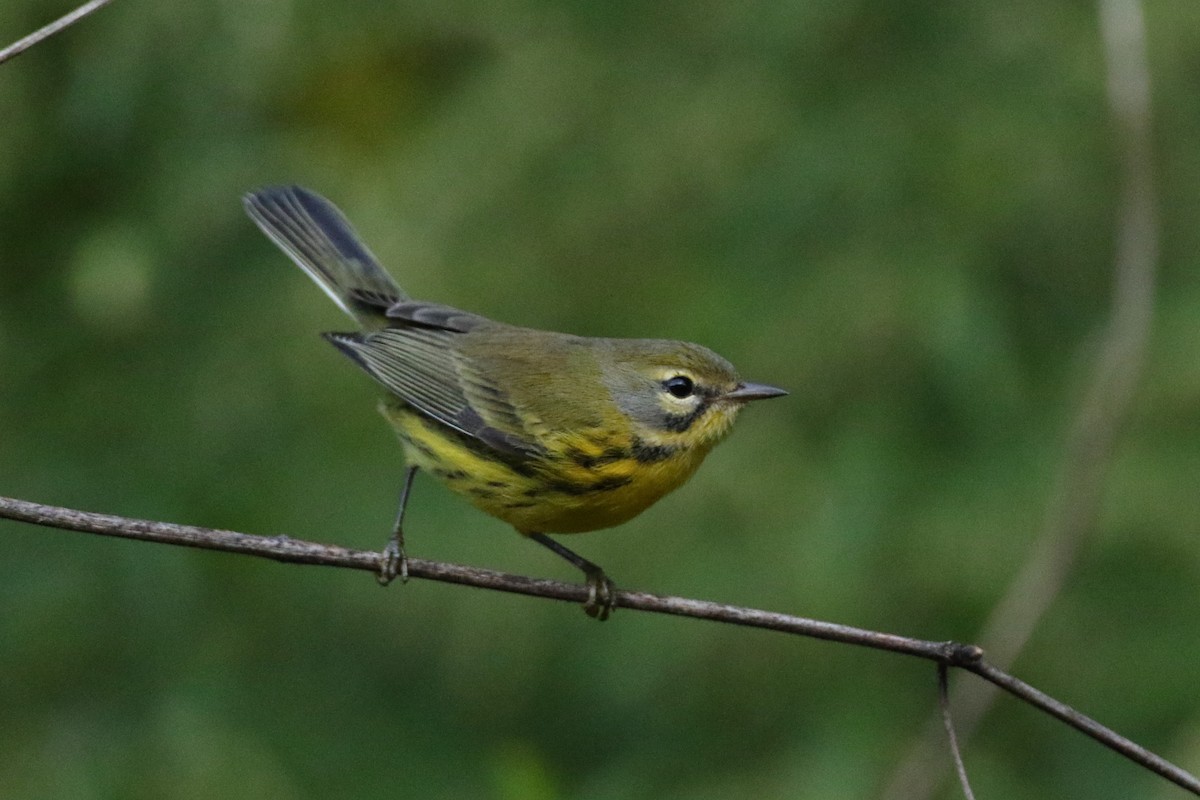 Prairie Warbler - ML264290051