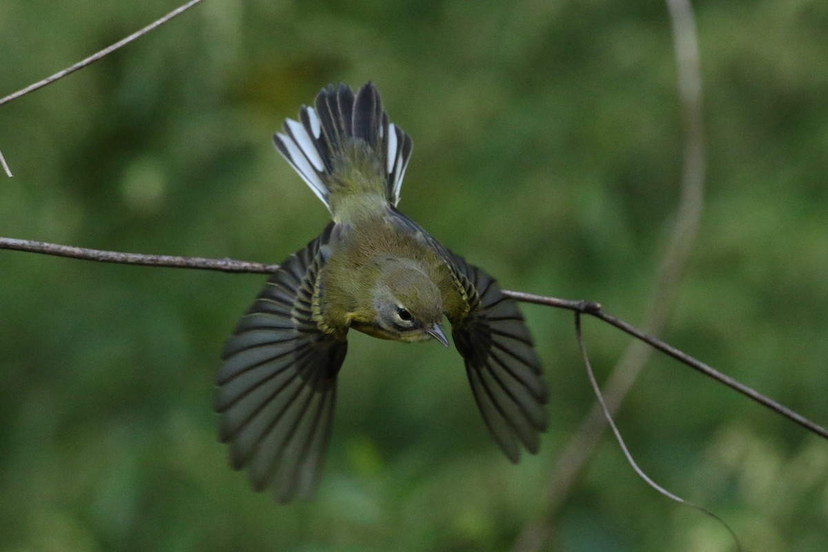 Prairie Warbler - ML264290141