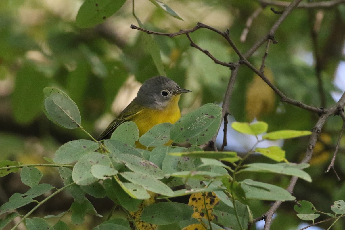 Nashville Warbler - ML264290191