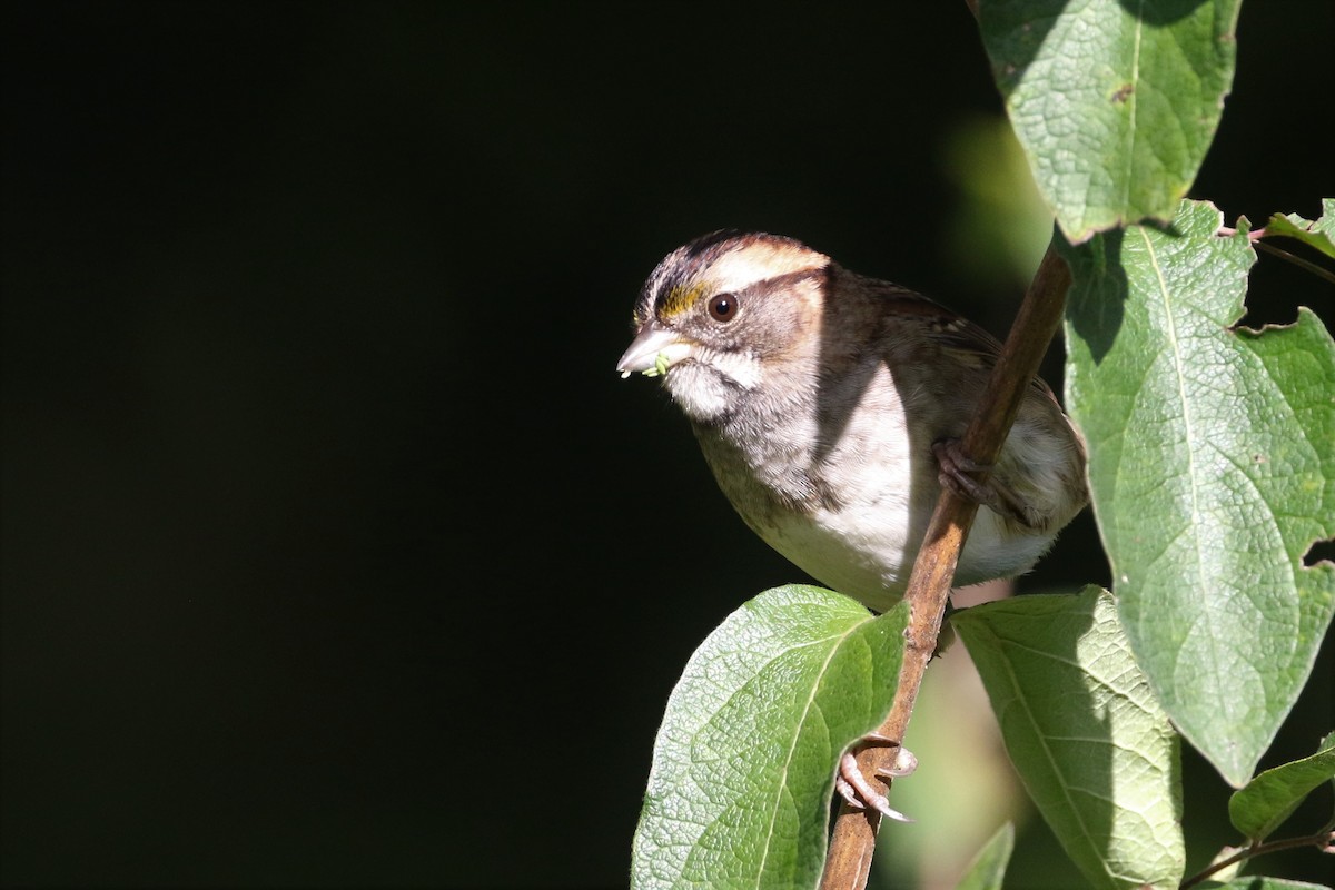 White-throated Sparrow - ML264290231