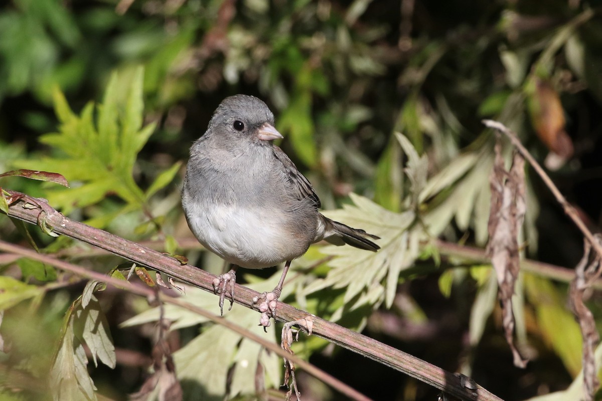 Dark-eyed Junco (Slate-colored) - ML264290741