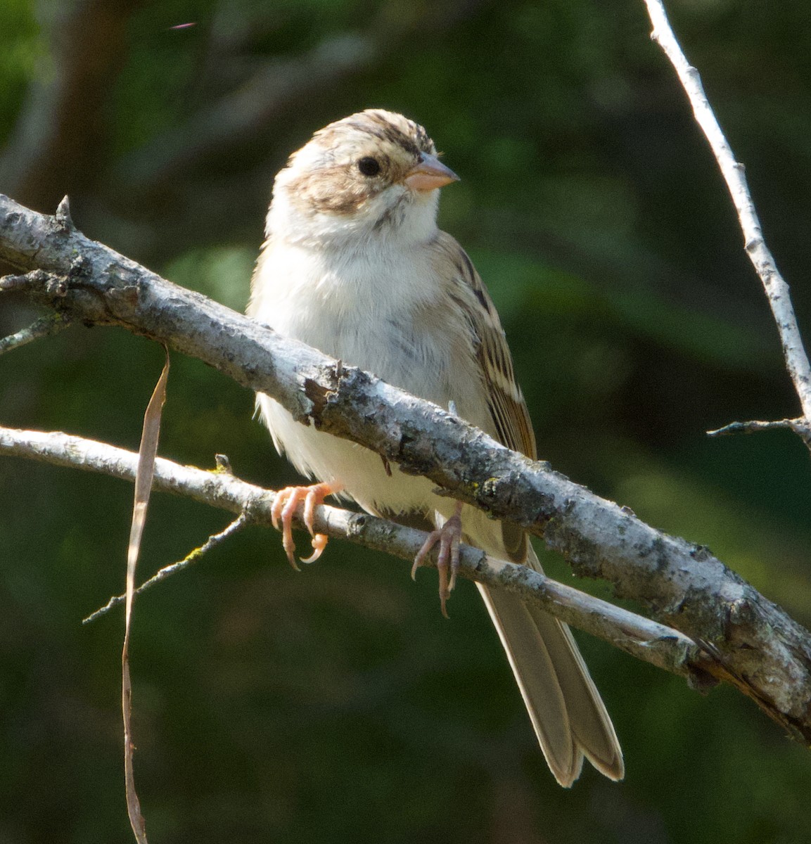 Clay-colored Sparrow - ML264292501