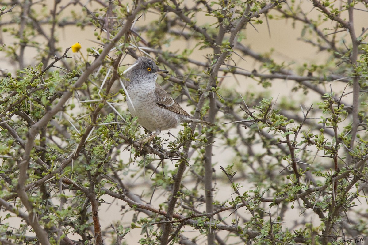 Barred Warbler - simon tull