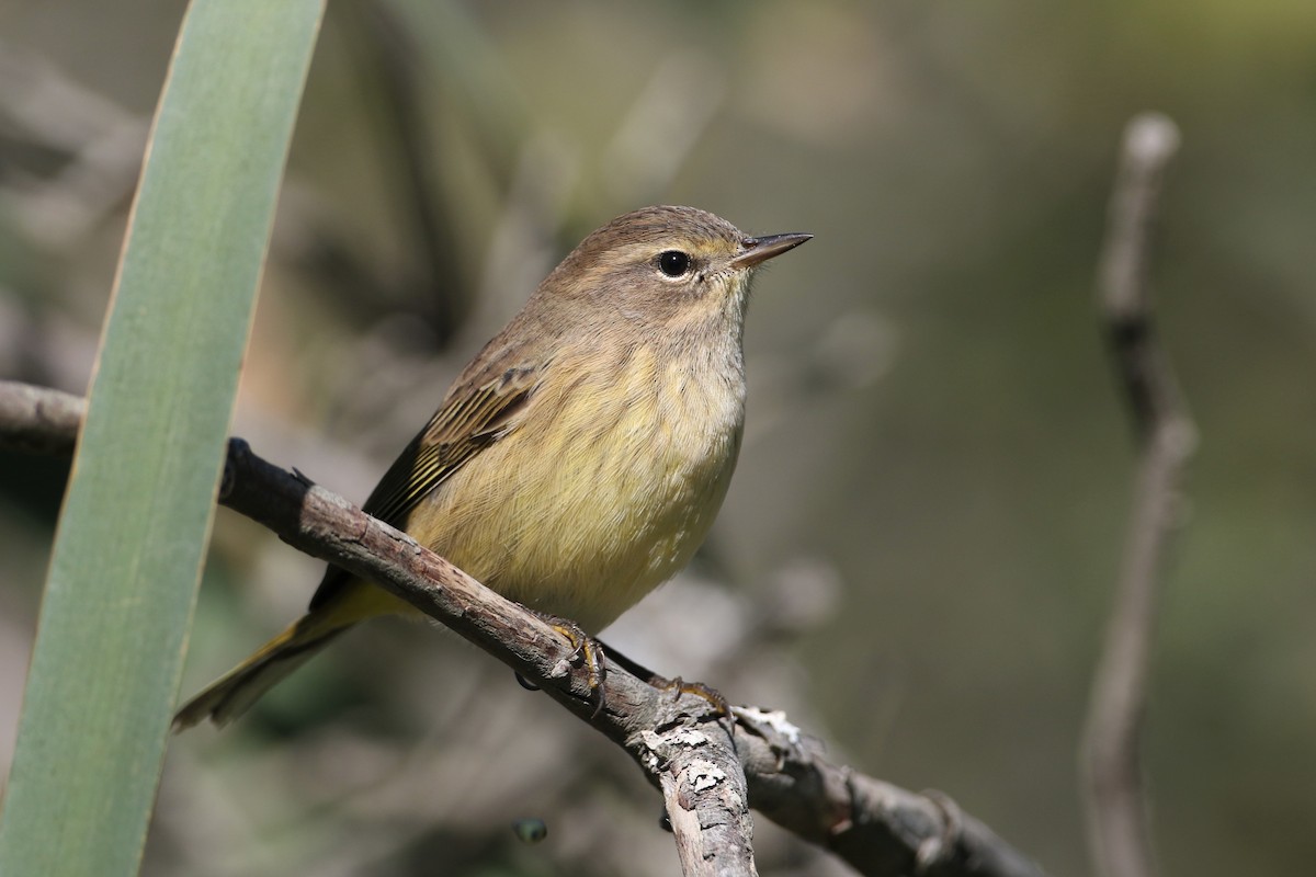 Palm Warbler (Western) - John Garrett