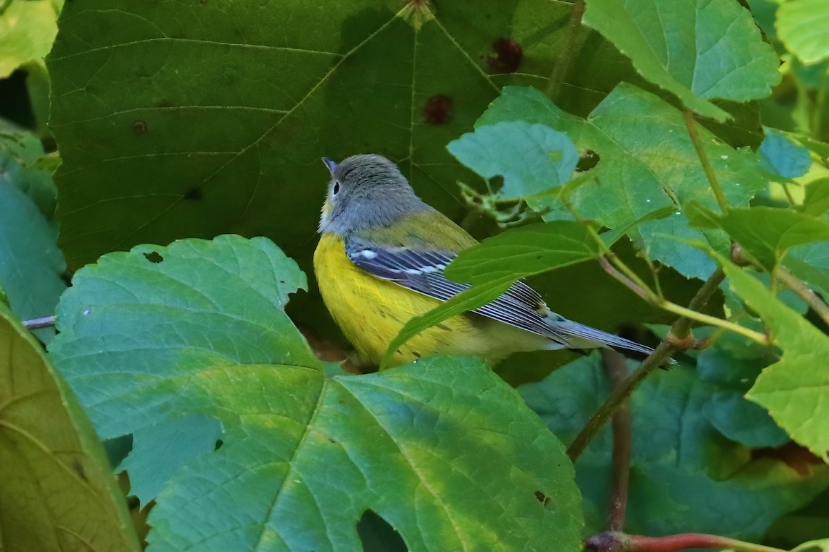 Magnolia Warbler - ML264295811