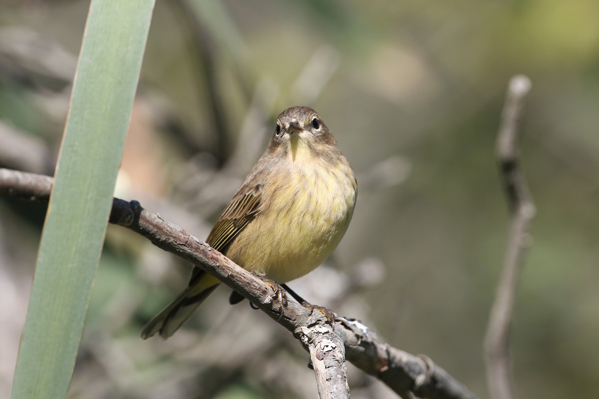 Palm Warbler (Western) - John Garrett