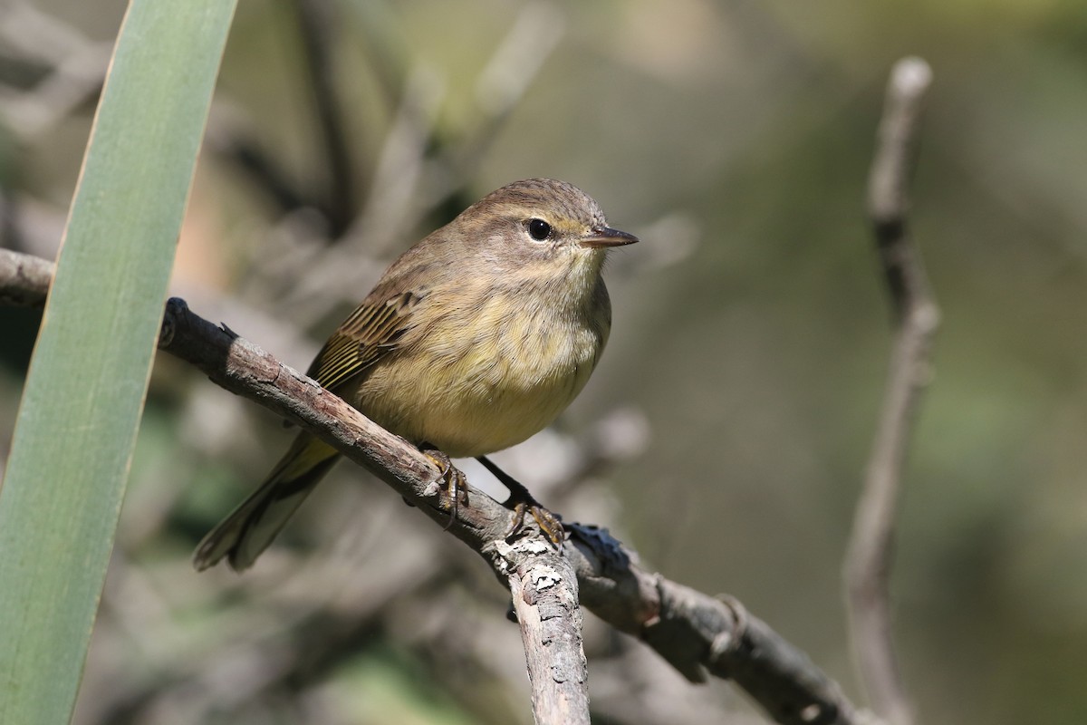 Palm Warbler (Western) - John Garrett