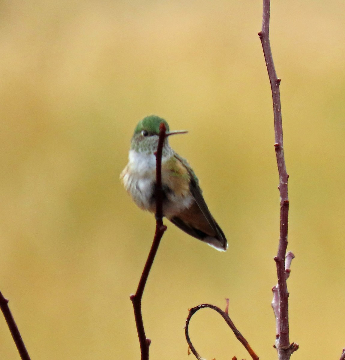 Broad-tailed Hummingbird - ML264297841