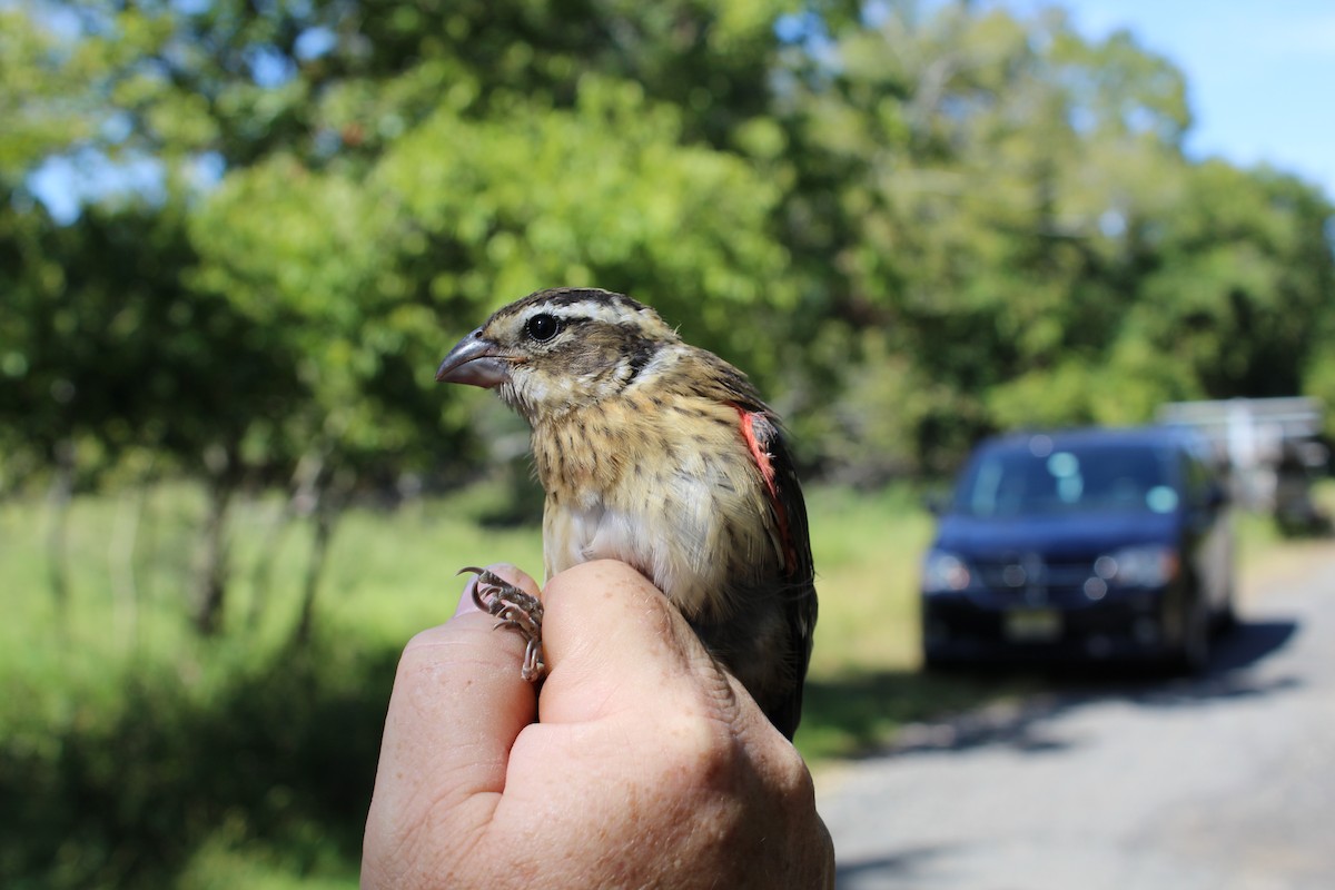 Rose-breasted Grosbeak - ML264298071