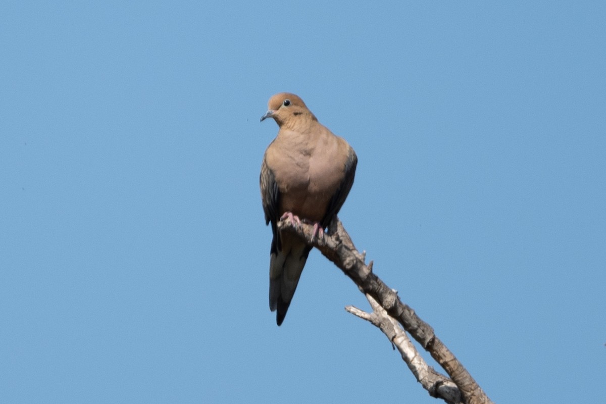 Mourning Dove - Cynthia  Case