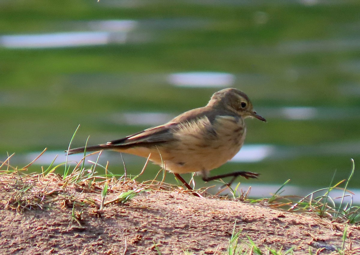 Pipit d'Amérique - ML264298881