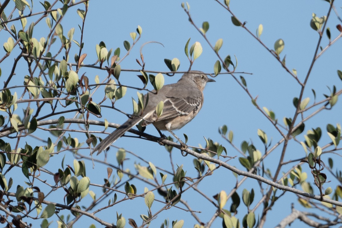 Northern Mockingbird - ML264299301