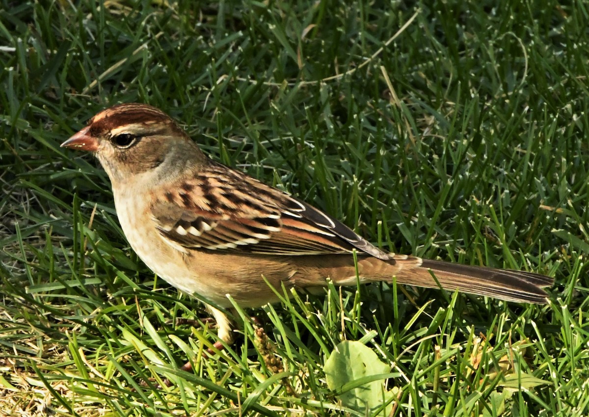 White-crowned Sparrow - Francois Dubois