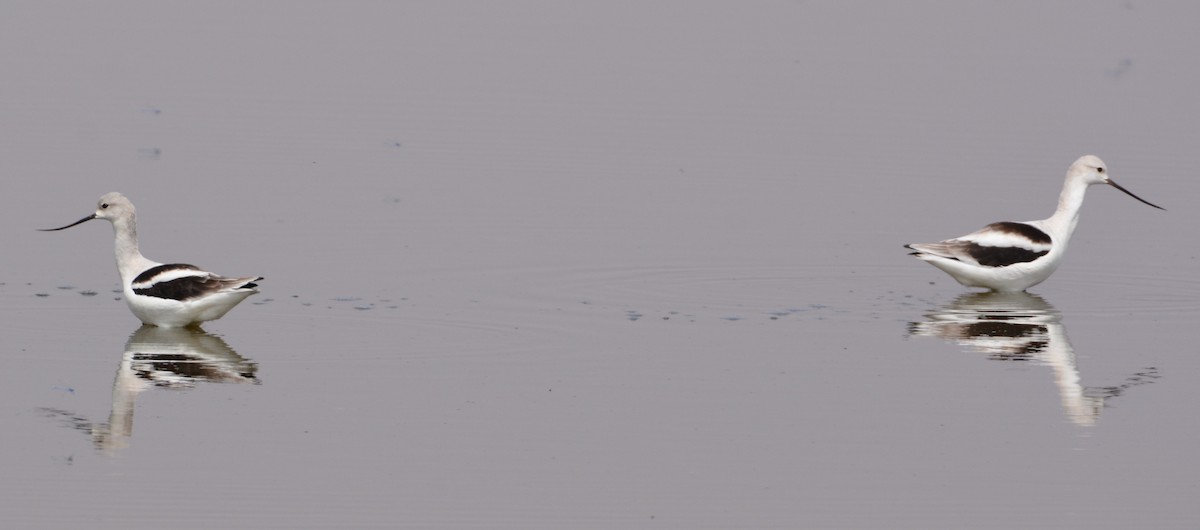 American Avocet - ML264301401