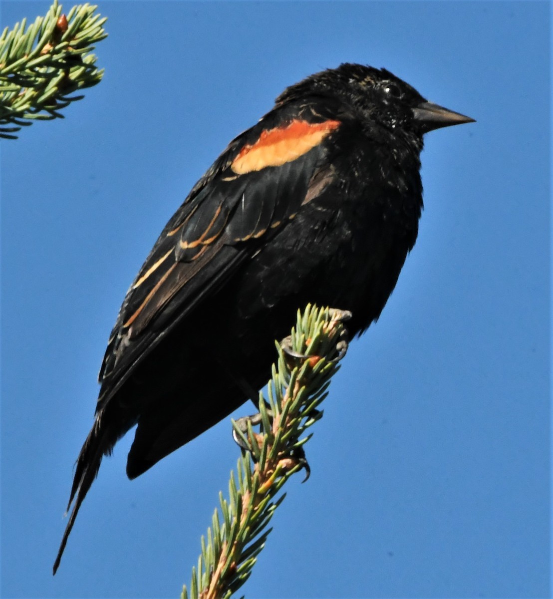 Red-winged Blackbird - Francois Dubois