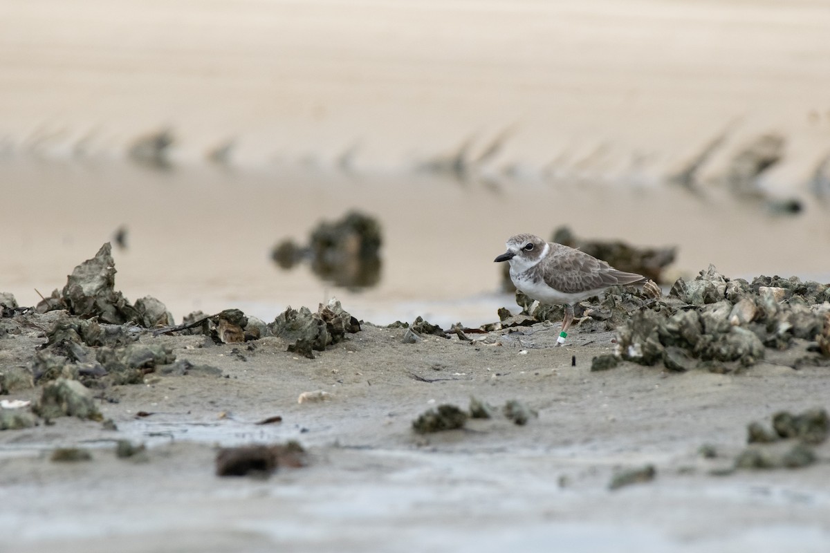 Wilson's Plover - Kelly O'Connor