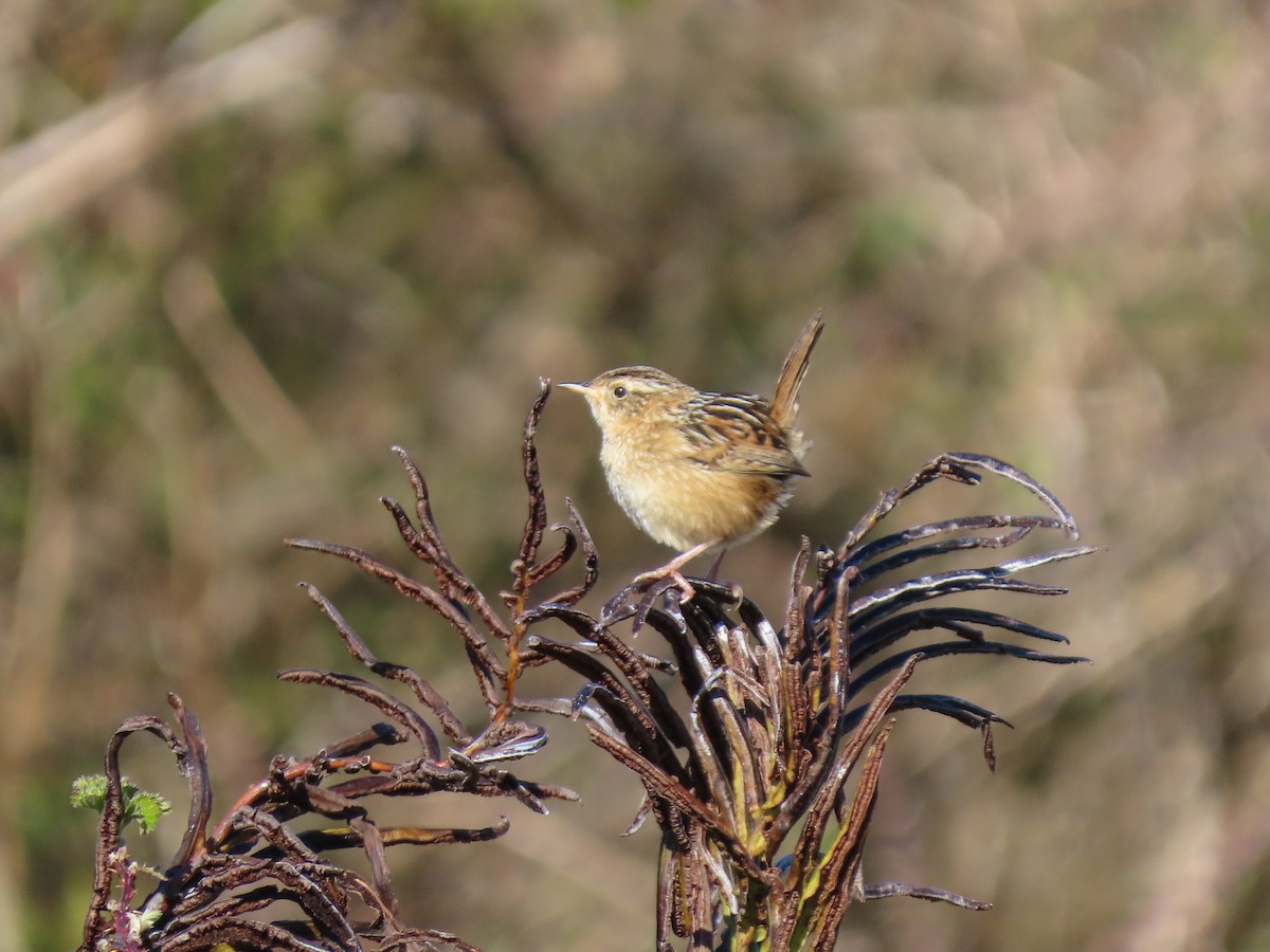 Grass Wren - ML264302751