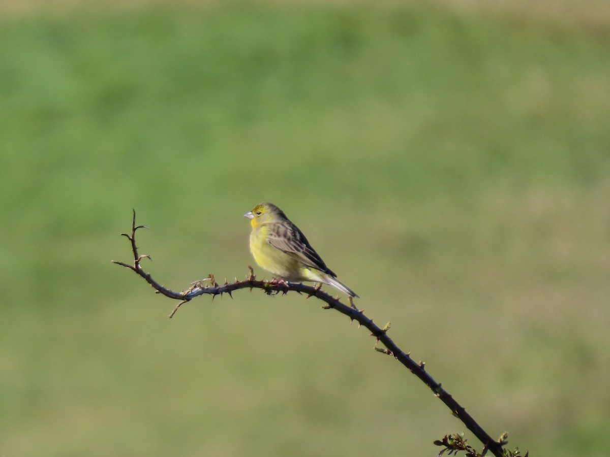 Grassland Yellow-Finch - ML264302971
