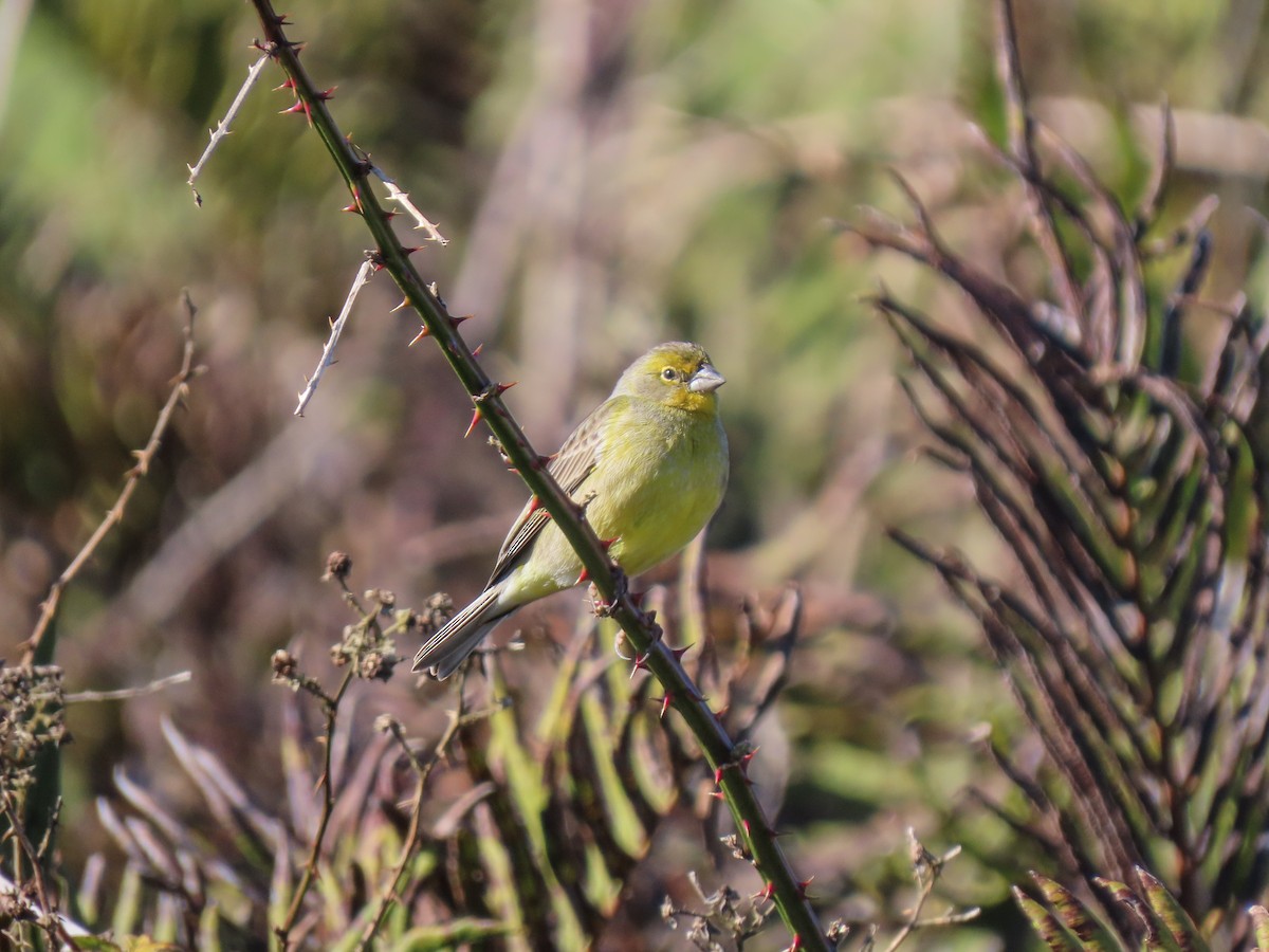 Grassland Yellow-Finch - ML264302981