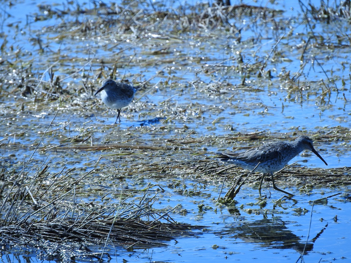 Stilt Sandpiper - ML264303901