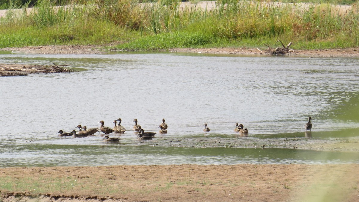 Blue-winged Teal - ML264304011