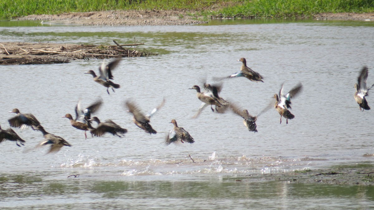 Blue-winged Teal - ML264304041