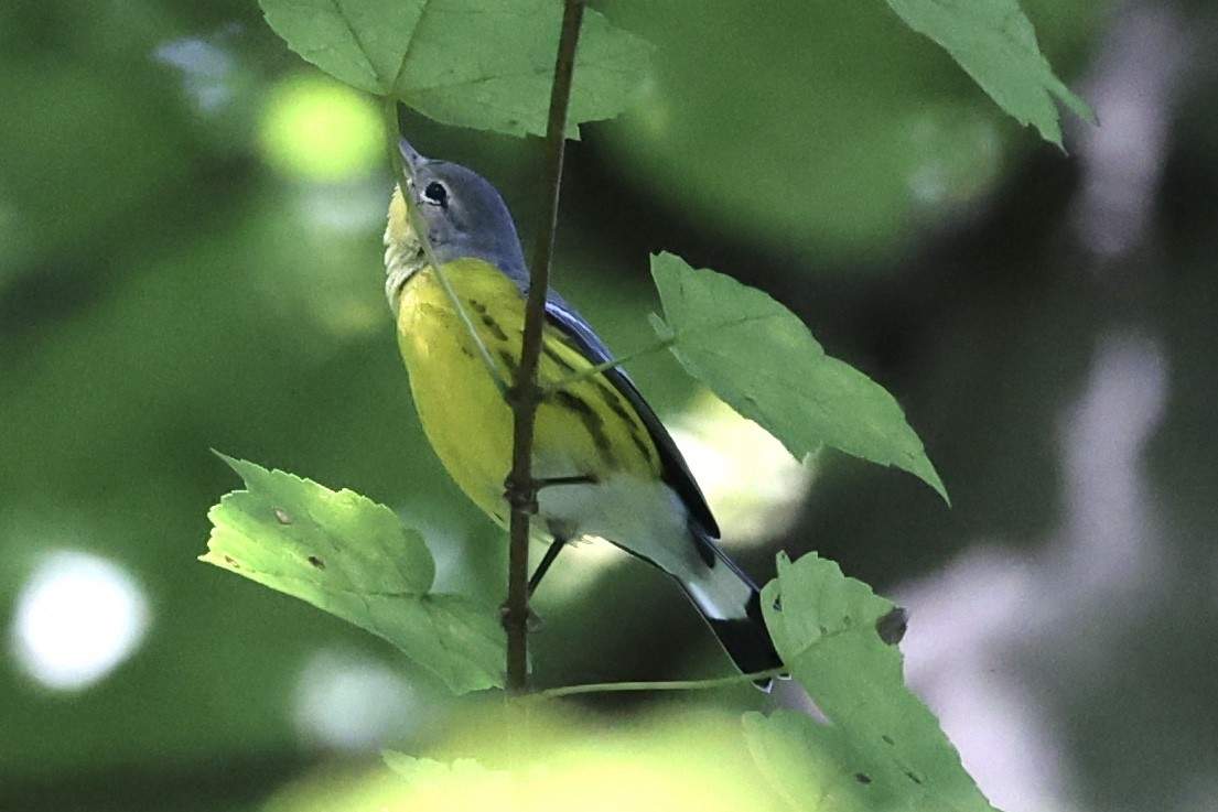 Magnolia Warbler - ML264304481