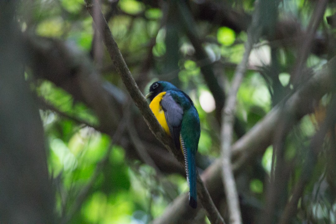 Northern Black-throated Trogon - ML264307651