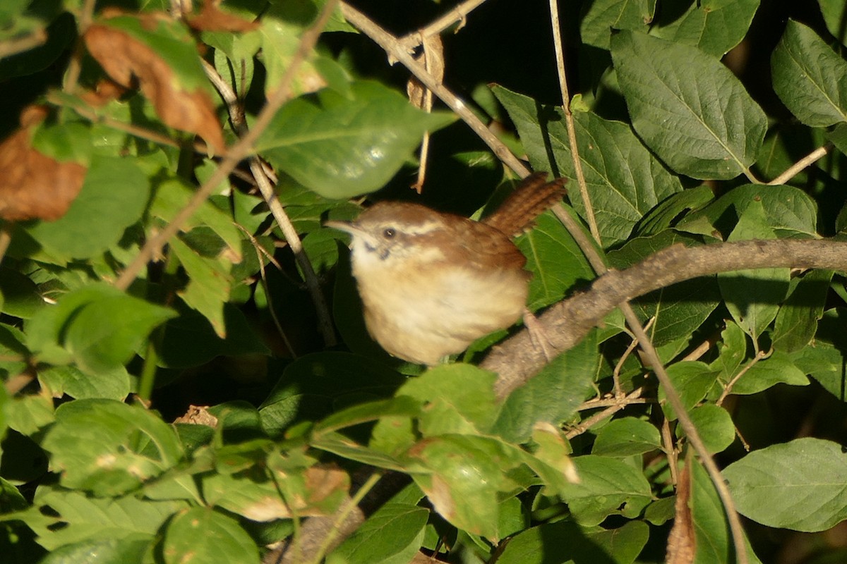 Carolina Wren - ML264308501