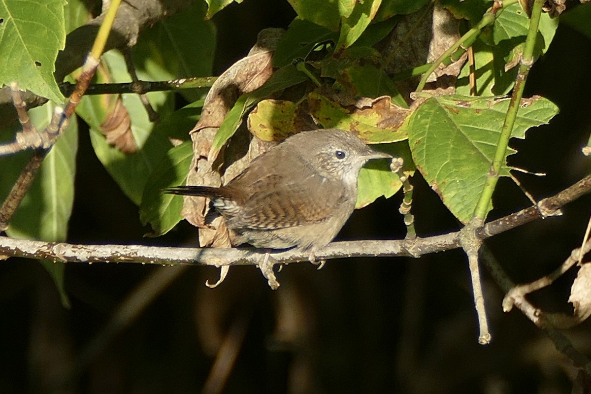 House Wren - ML264308601