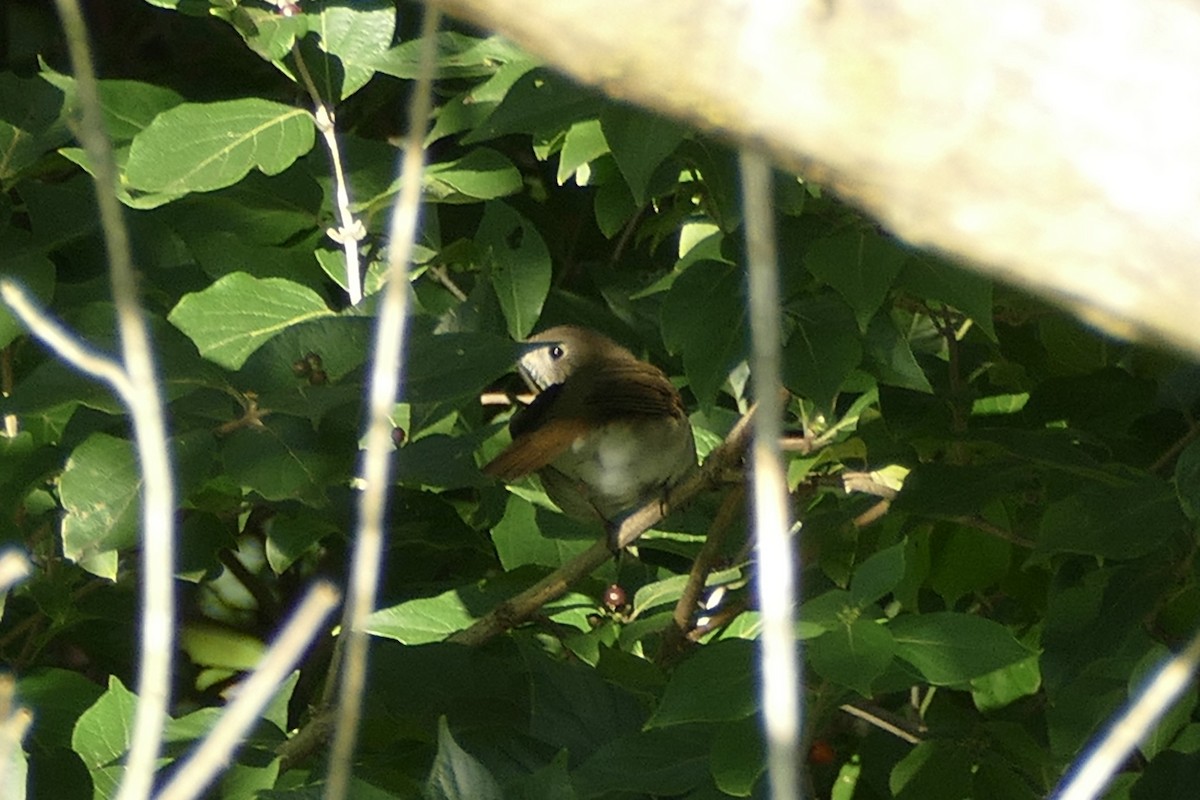 Hermit Thrush - ML264308721