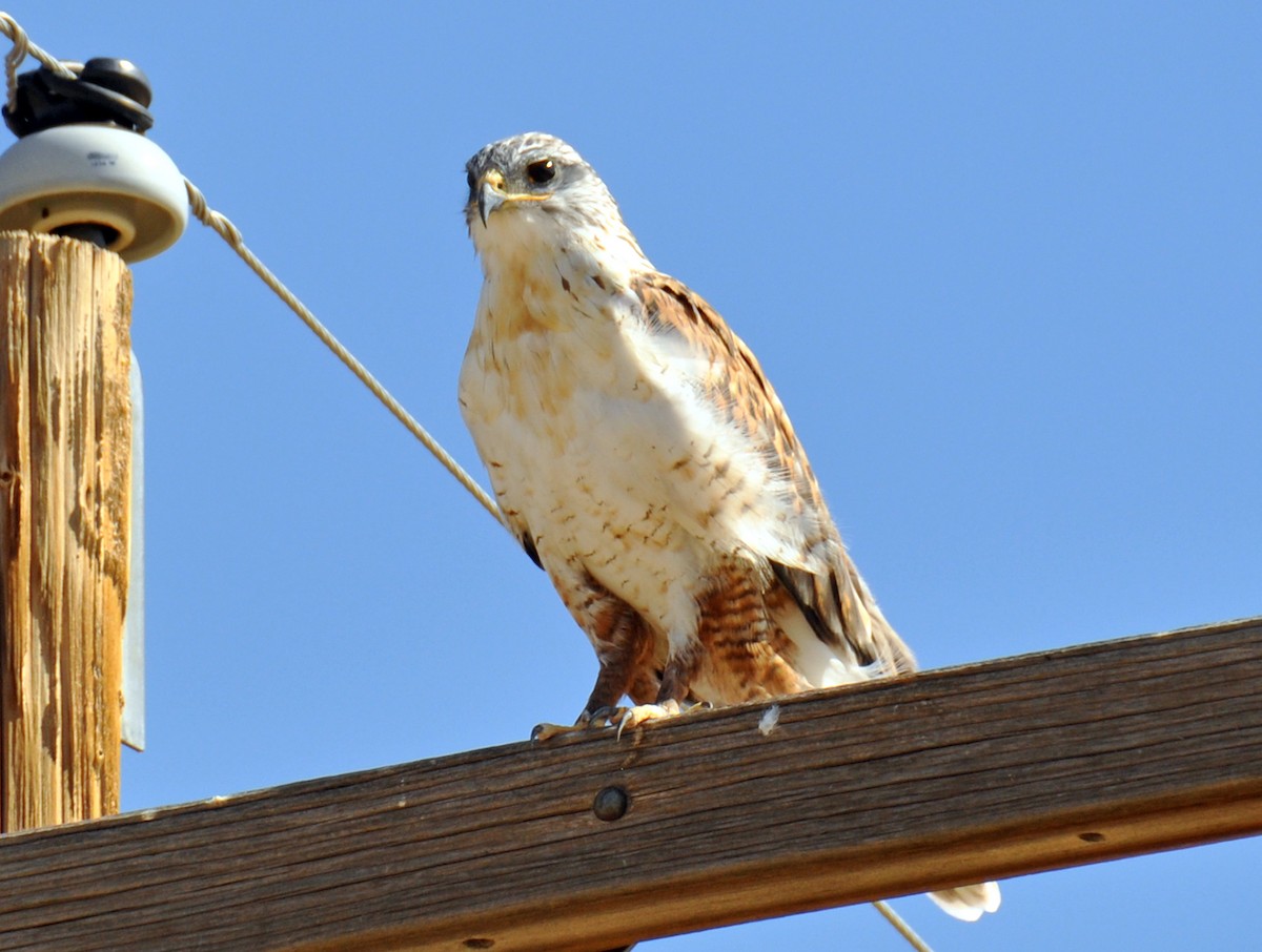 Königsbussard - ML264309281