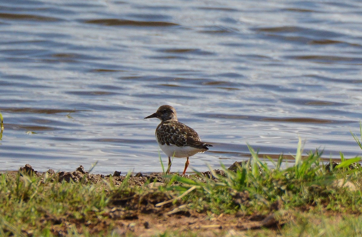 Ruddy Turnstone - Álvaro García Martín