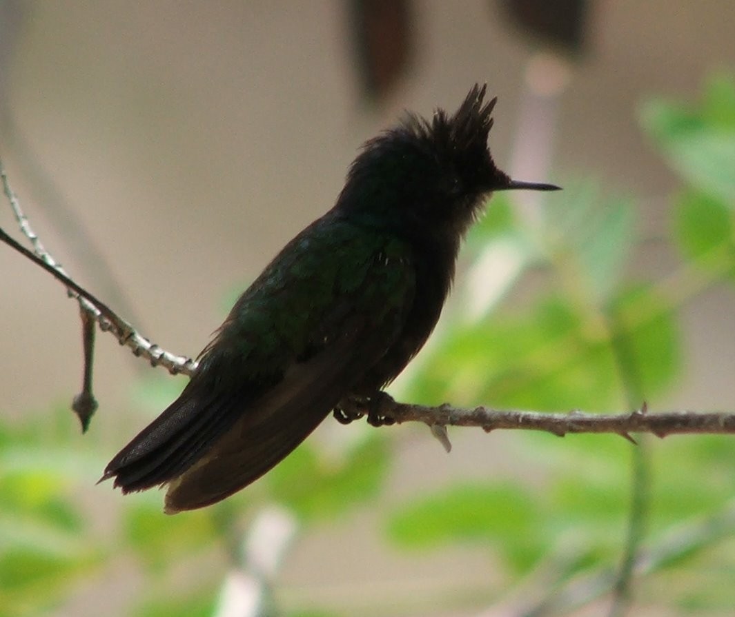 Antillean Crested Hummingbird - ML26431051
