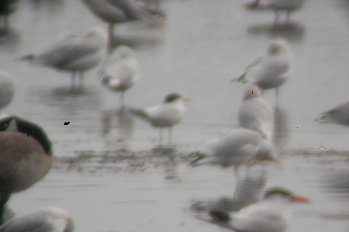 Elegant Tern - ML264310731