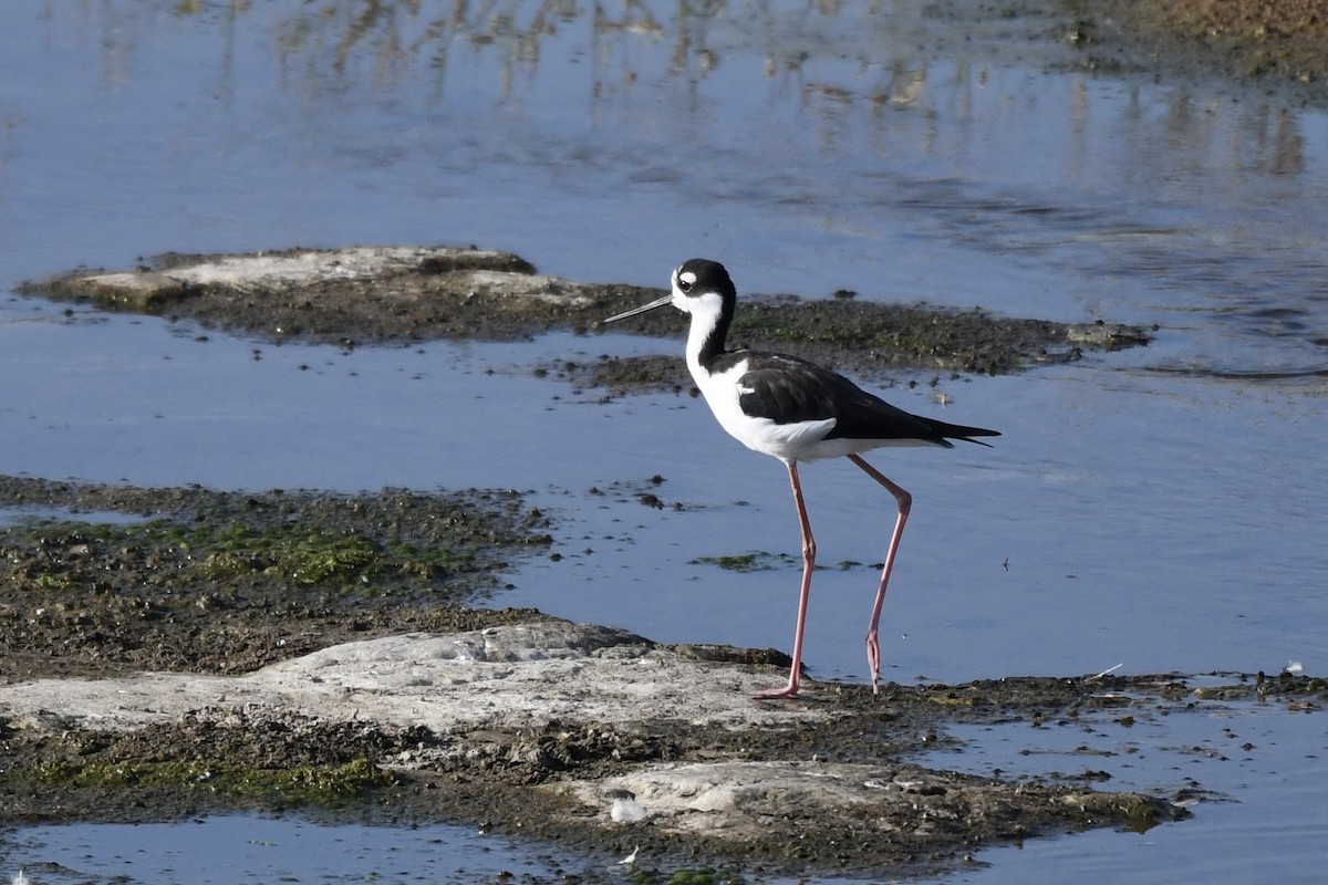 Black-necked Stilt - Adam Cunningham