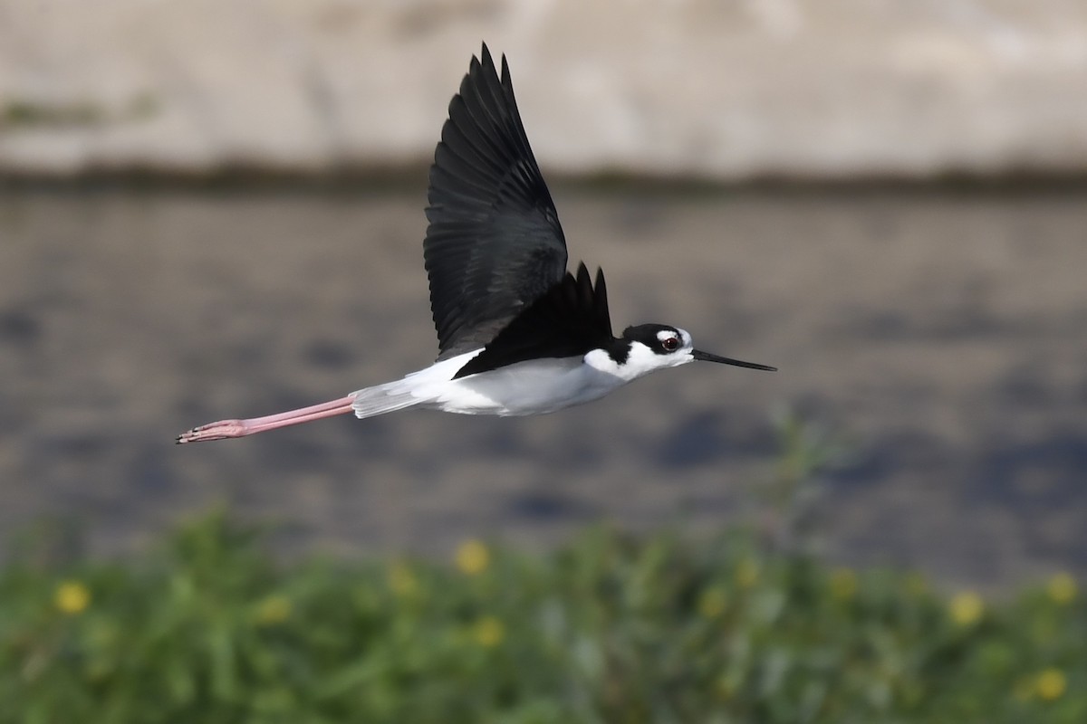 Black-necked Stilt - Adam Cunningham