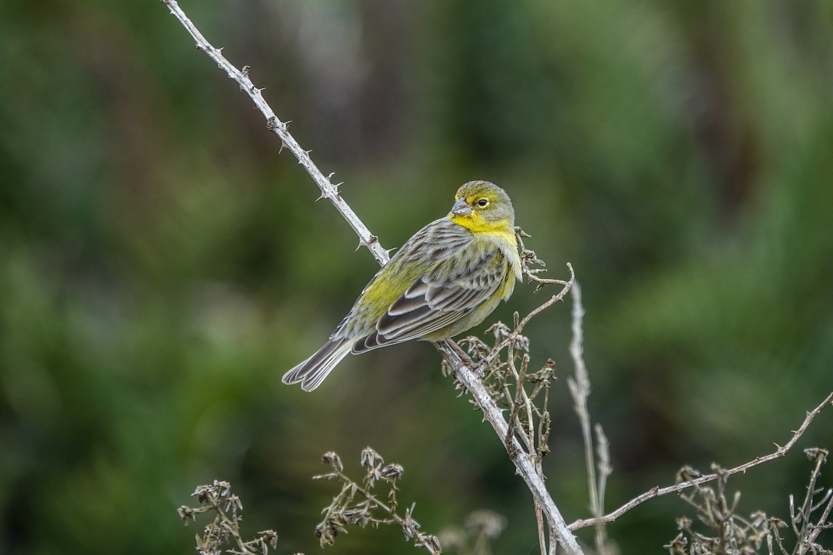 Grassland Yellow-Finch - ML264311281