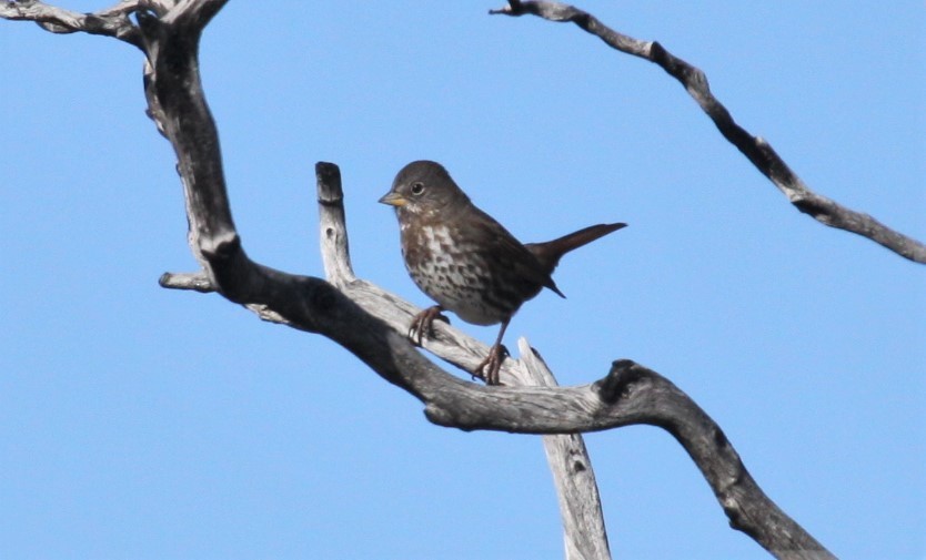 Fox Sparrow (Sooty) - ML26431251