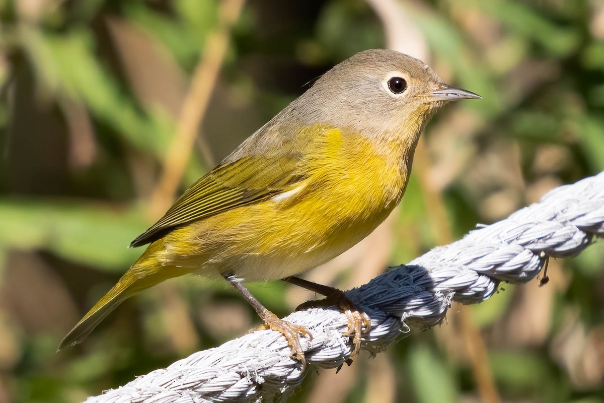 Nashville Warbler - Frank Geilen