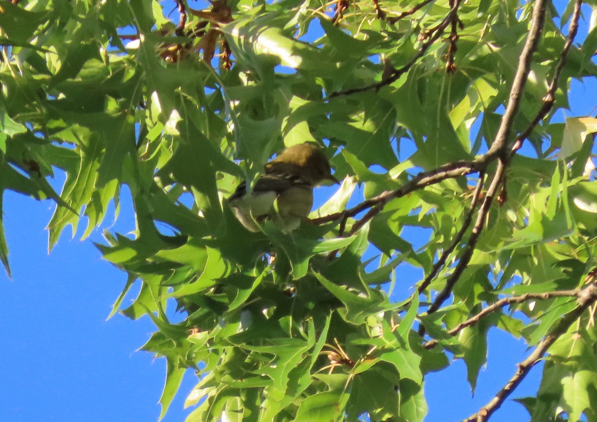 Blackpoll Warbler - ML264313441