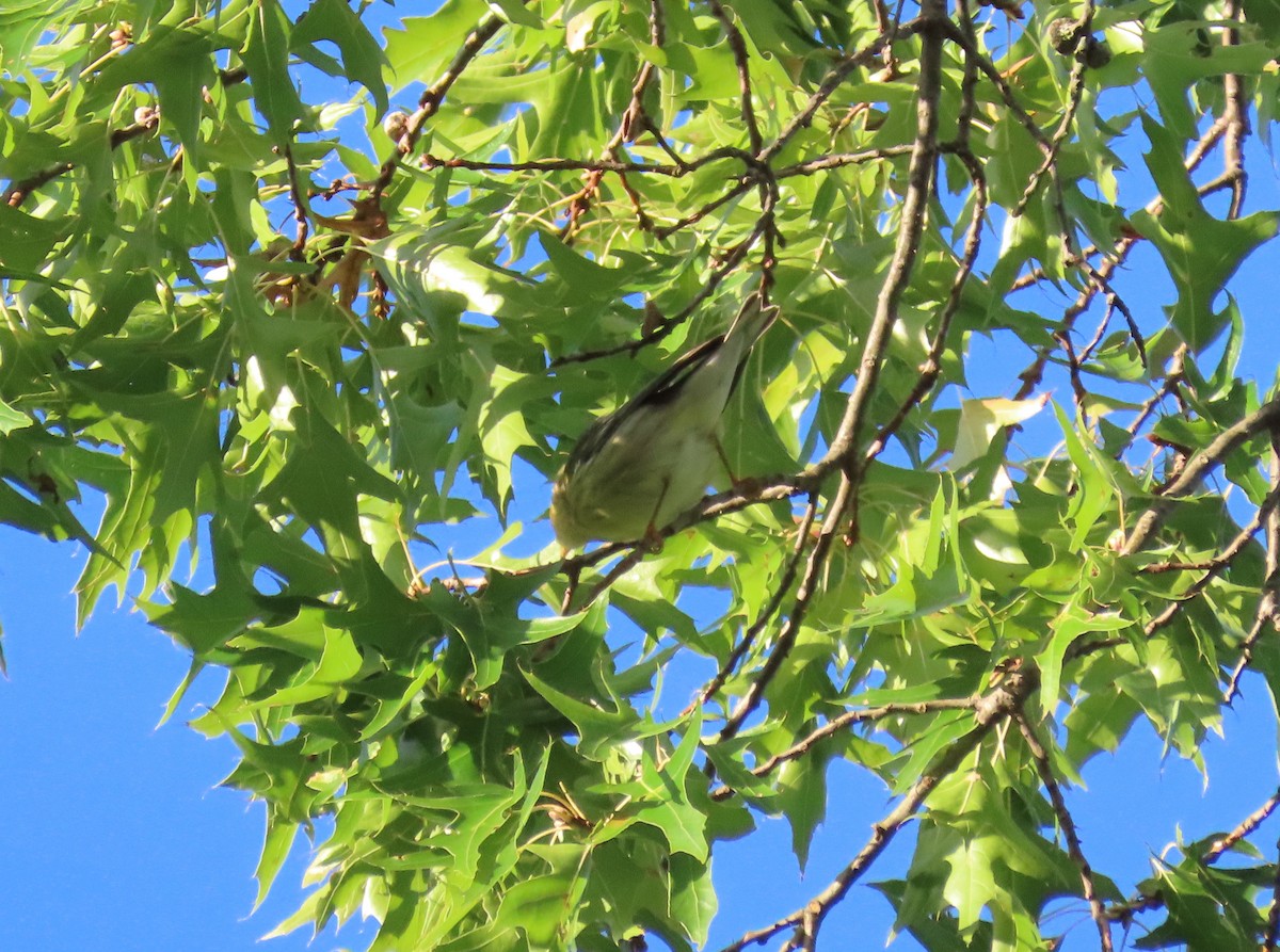 Blackpoll Warbler - ML264313451